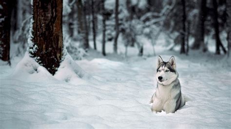 Siberian Huskies Wallpapers 86 Images