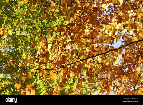 Beech Fagus Sylvatica Leaves In Autumn Taken October Burnham Beeches