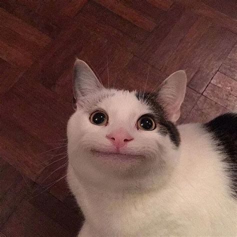 Мемы про кота с улыбкой 45 фото Юмор позитив и много смешных картинок