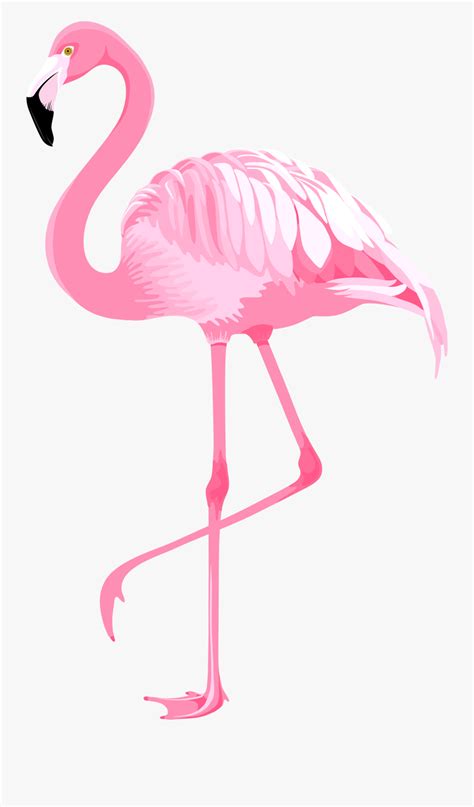 Flamingo Clip Art Clip Art Flamingo Png Free