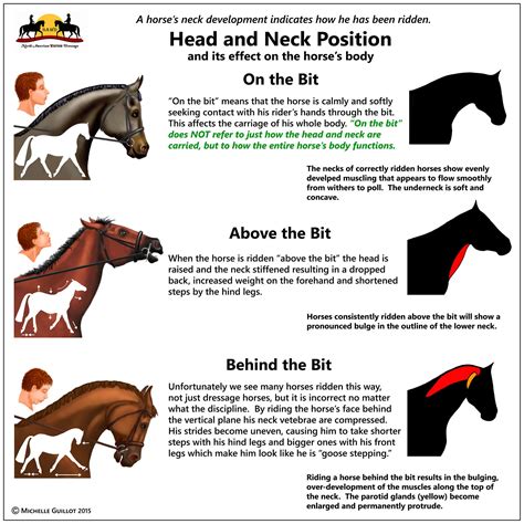 Horses Neck Horse Information Horse Exercises Horse Care Tips