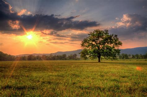 Lonely Tree In Field By Malcolm Macgregor