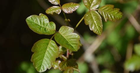 Poison Ivy Worsening Due To Climate Change