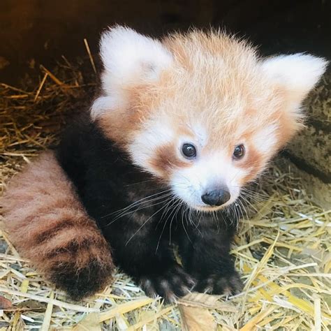 Pin By Priscilla Starks On Red Pandas Worlds Cutest Animals Animals
