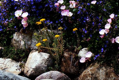 Plus, browse garden pictures full of creative ideas & solutions. Flowers And Plants For Rock Gardens - How To Design A Rock ...