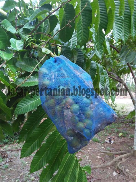Punca penyakit berjangkit ada beberapa hal yang bisa menyebabkan konjungtiva mengalami peradangan dan munculnya penyakit konjungtivitis. Cara Mencegah Agar Buah Matoa Tidak Diserang Hama dan ...