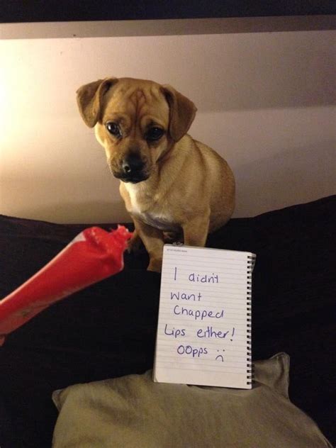 Dogshame Chapped Lips Dog Shaming Chaps