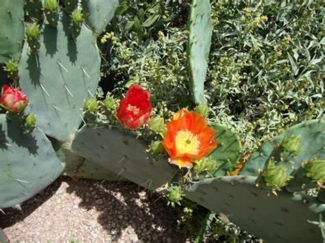 Facilitează excursii doar pentru membri către. Central AZ Cactus and Succulent Society Pics - CactiGuide.com