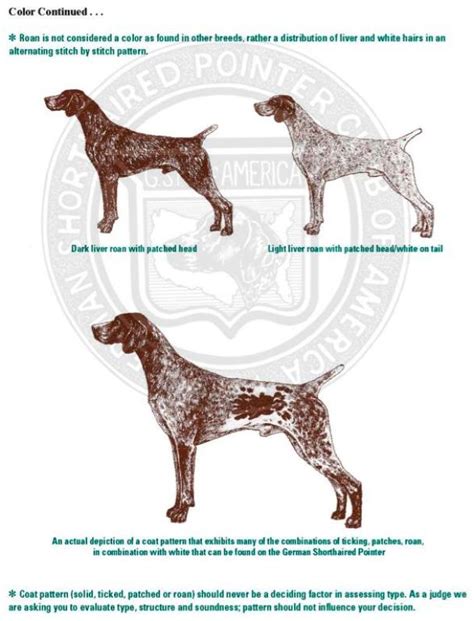 German Shorthaired Pointer Size Chart