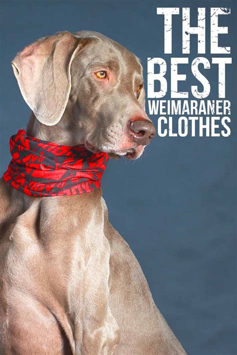 Weimaraner Clothes Why Your Dog May Need Them And What To Get