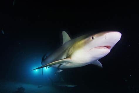 Adventure Night Diving With Sharks In The Bahamas