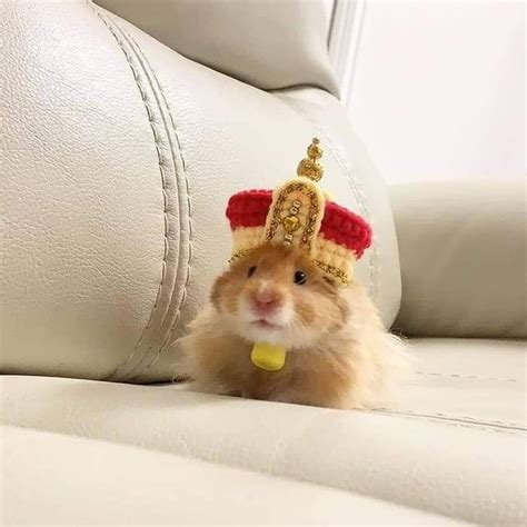 A Crown Fit For A King Animals In 2021 Funny Hamsters Cute