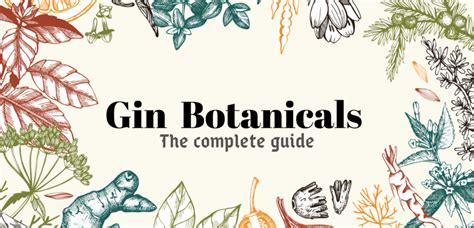 Gin Botanicals The Spices That Create The Flavor Profile The Gin Observer