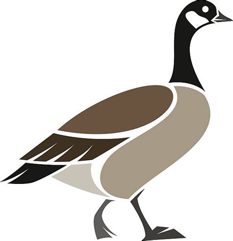 Royalty Free Wild Goose Clip Art Vector Images And Illustrations Istock