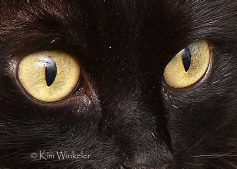 Black Cat Gold Eyes Aceo Fine Art Photograph