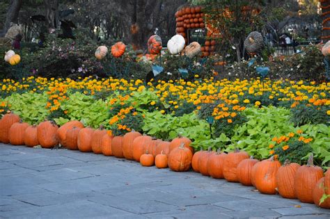 Ready For Fall With The Dallas Arboretum
