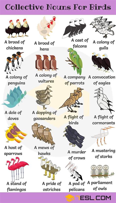 Collective Nouns For Group Of Birds Learn English Grammar English