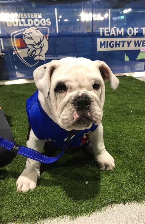 The western bulldogs formerly the footscray football club is a professional australian rules football club that competes in the australian football league. AFL Confidential: Western Bulldogs' mascot circle of life ...