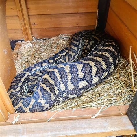 Coastal Carpet Python Snake Portfolio The Snake Catcher 247