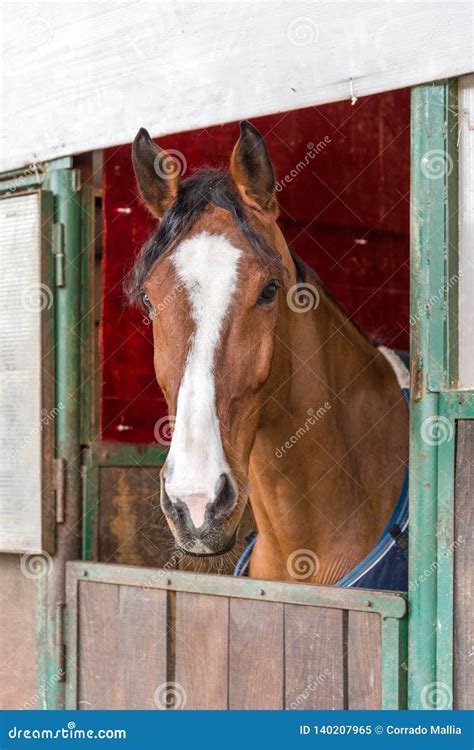 Horse Looking Out From His Stall Window Stock Image Image Of