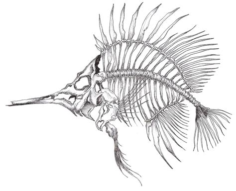 Dessin Dun Poisson Squelette Drawing Of A Skeleton Fish Animal