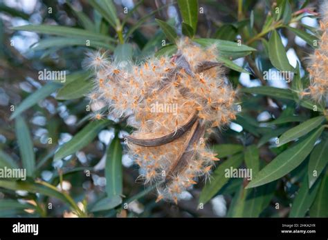 Seed Capsule Of An Oleander Fruit Stock Photo Alamy