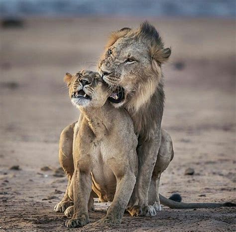 Lions Couple