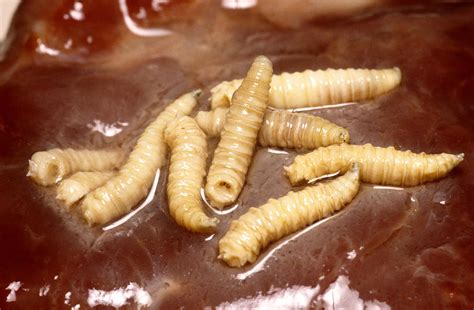 Blow Fly Larvae Photograph By John Mitchell Pixels