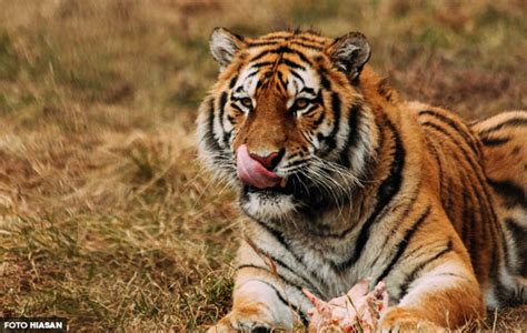 Aktiviti Pembalakan Bagus Untuk Populasi Harimau Pengarah Jabatan Perhutanan Negeri Kelantan