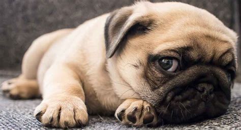 Pug Dog Breed Information Center A Complete Guide To The Pug