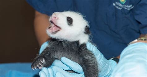 National Zoo Panda Cam Will Be Turned Off In Federal Government