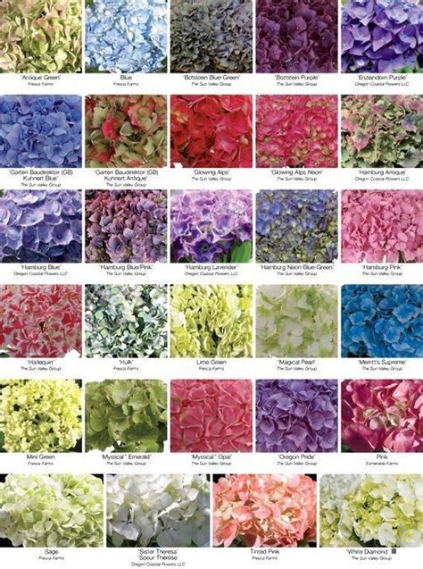 Pin By Almási Anikó On Növények Hydrangea Colors Wedding Flowers Blue Hydrangea Purple