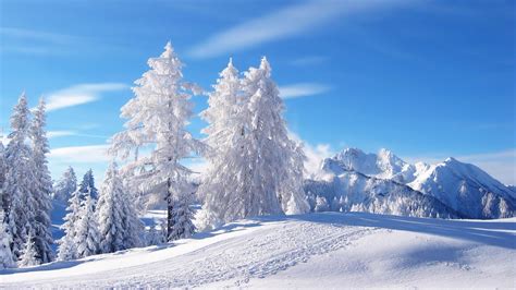 Snowed White Trees Winter Scenery Hd Wallpaper 1366x768 Download