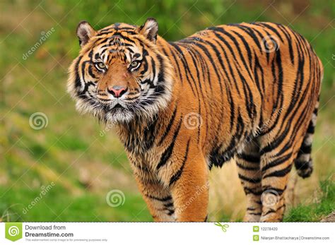 Sumatran Tiger Portrait Stock Photo Image Of Beauty