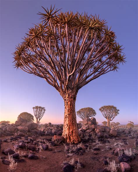 Quiver Forest In The Morning Namibia Anshar Photography