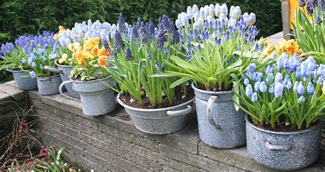 10 Inspiring Containers For Your Winter Bulbs Porch Advice