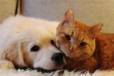 Cute pictures of kittens, puppies, animals, babies and everything else. Puppy Tried To Win Over Ginger Cat And A Month Later, They Became Cuddle Buddies | Top13