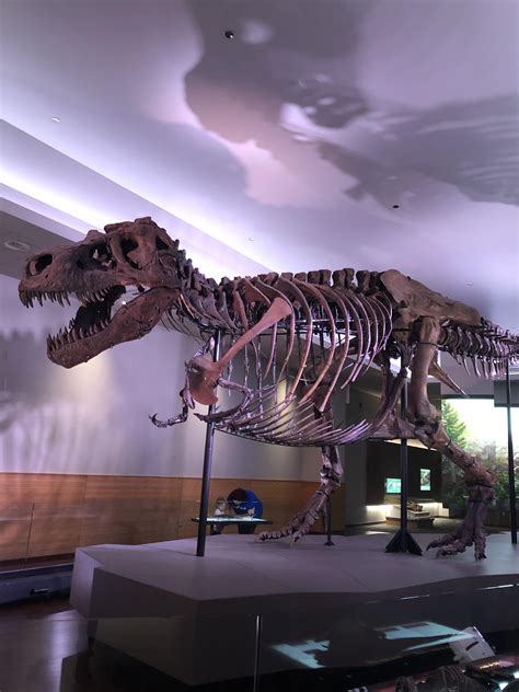 Dinosaur Named Sue In Chicago Field Museum Rdinosaurs
