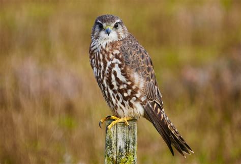 5 Types Of Falcons In The United States Seabird Sanctuary