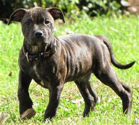 Brindle Staffordshire Bull Terrier Puppy Squee Pinterest
