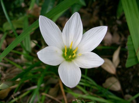 6 Petal White Flower Flower