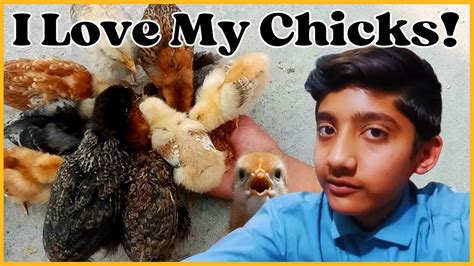 I Love My Chicks A Day Spent With My Cute Little Chicks Youtube