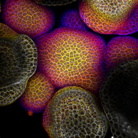 Complete with videos, quizzes, links and summary tables. 'Life: Magnified' Shows Off the Wonders of the Cell - NBC News