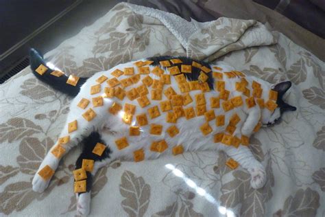 Ill Have A Side Of Cat With My Cheez Its Rstuffoncats