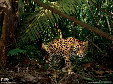Jaguar Équateur National Geographic Fond Décran Aperçu