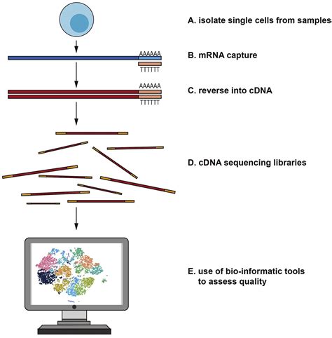 Single Cell Rna Sequencing In Cancer Applications Advances And