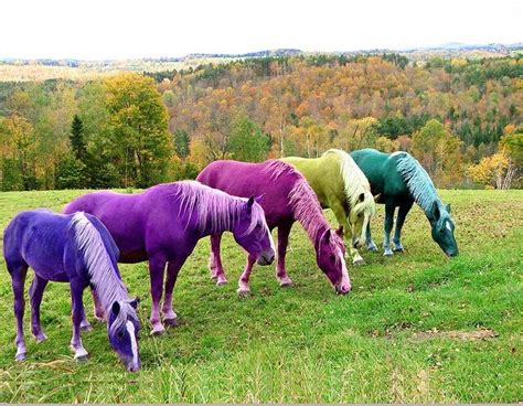 Rainbow Horses By De Beall Horse Lessons Horses Wizard Of Oz Color