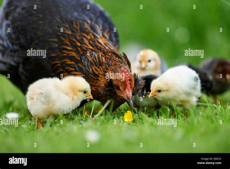 Domestic Fowl Gallus Gallus F Domestica Domestic Hen With Chicks In
