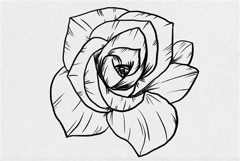 How To Sketch Rose Flower Best Flower Site