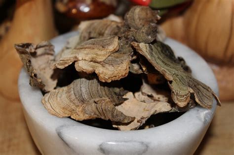 how to make turkey tail mushroom tea all mushroom info